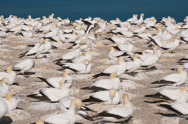 NewZealand 09 10  066